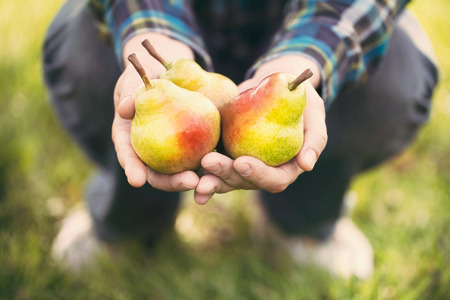Organic fruit. Healthy food. Fresh pear in farmers handsの写真素材