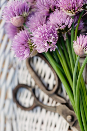 Fresh chives flower over rustic . Spring or summer floral の写真素材