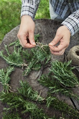 Herb Rosemary. Gardener is tieing up bunches of fresh rosemary.の写真素材