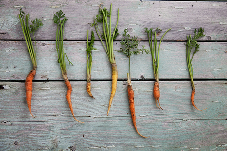 Vegetables. Fresh carrots on wood. Food ingredientsの写真素材