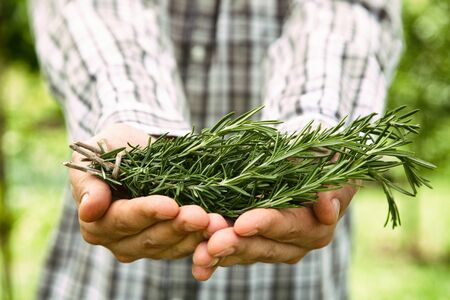 Herb Rosemary. Gardener is holding bunches of fresh rosemary.の写真素材