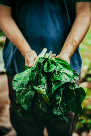Organic vegetables. Mangold in farmers handsの写真素材