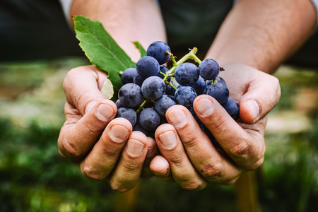 Grapes harvest. Farmers hands with freshly harvested black grapes.の写真素材