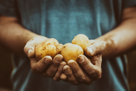 Organic vegetables. Farmers hands with freshly harvested vegetables. Fresh bio potatoes Organic vegetables. Farmers hands with freshly harvested vegetables. Fresh bio potatoes