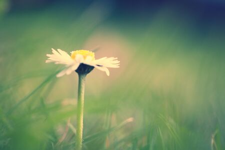 Spring background. Daisy flower with copyspace.Floral background.Nature bokehの写真素材