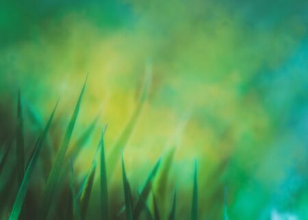 Spring background.Grass  with copyspace.Floral background.Nature bokeh