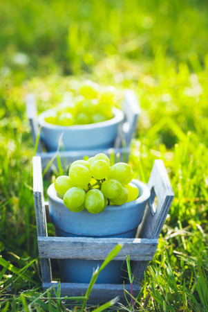 Grapes harvest.Fresh grapes in basket.の写真素材