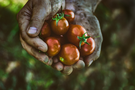 Tomato harvest. Farmers hands with freshly harvested tomatoes.の写真素材
