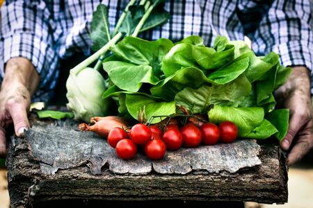 Organic vegetables. Farmers hands with freshly harvested vegetables. Fresh organic lettuce and tomatoesの写真素材