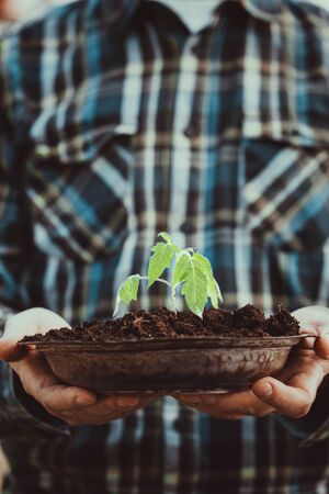 Gardener with vegetable seedling. Spring garden. Plant seedling in farmers hands.の写真素材