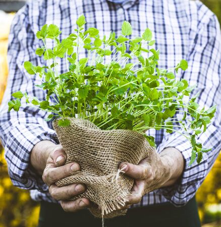 Organic vegetables. Farmers hands with herbs. Fresh organic  herbs.の写真素材