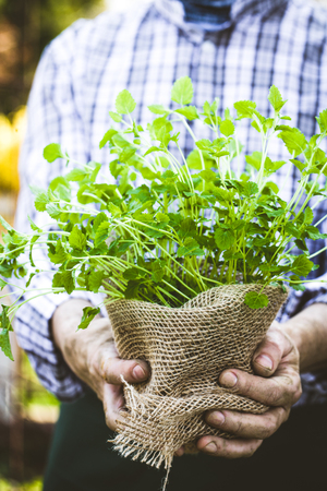Organic vegetables. Farmers hands with herbs. Fresh organic  herbs.の写真素材