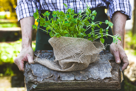 Organic vegetables. Farmers hands with herbs. Fresh organic  herbs.の写真素材