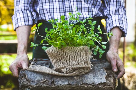 Organic vegetables. Farmers hands with herbs. Fresh organic  herbs.の写真素材