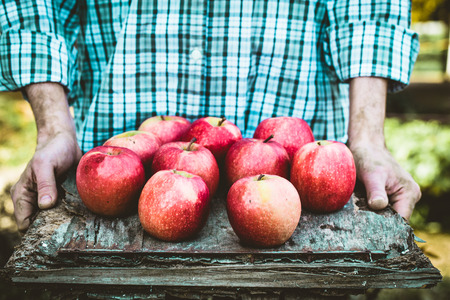 Organic fruit. Farmers hands with freshly harvested fruit. Fresh organic apples.の写真素材