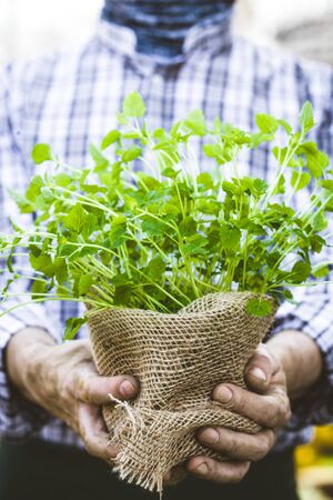 Organic vegetables. Farmers hands with herbs. Fresh organic  herbs.の写真素材