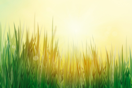 Spring grass. Blur background. Summer nature. Bokeh blurred background.の写真素材