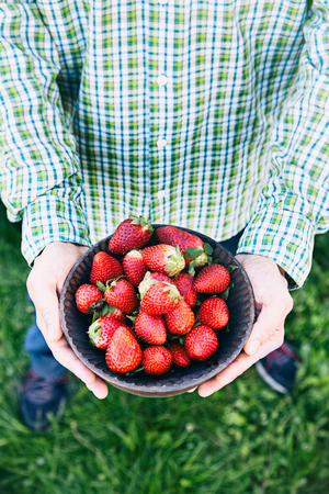 Fresh fruit. Farmer with bowl of strawberries. Fruit basket.の写真素材