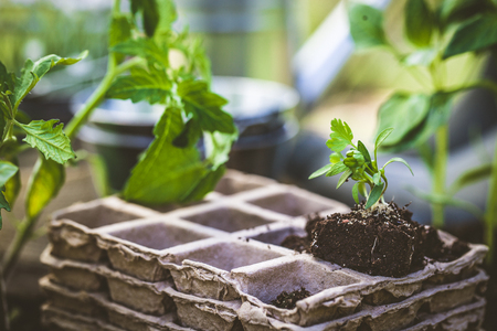 Spring garden. Seedlings in soil. Garden tools and equipmentの写真素材