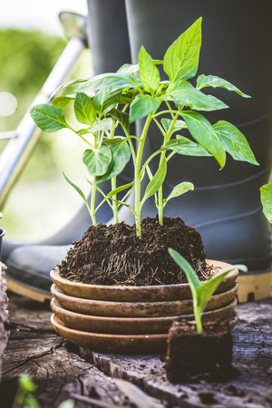 Spring garden. Seedlings in soil. Garden tools and equipmentの写真素材