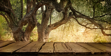 Olive tree with wooden  table. Wood empty tabletop for your montage. Wood planks with olive orchard.の写真素材