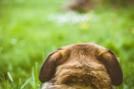 Dog in grass. Dog close up. Dog in natureの写真素材