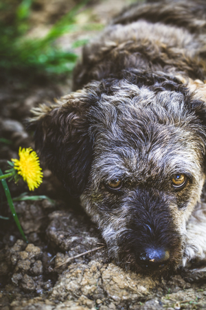 Small dog close up. Mixed breed dog head shot. Dog in natureの写真素材