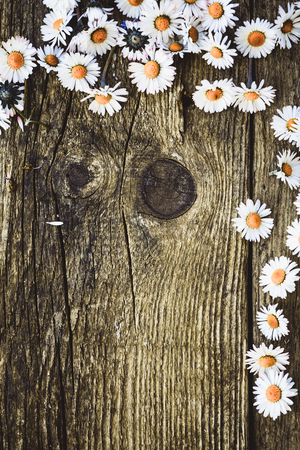 Spring background. Fresh daisies on wood. Nature background with copy spaceの写真素材
