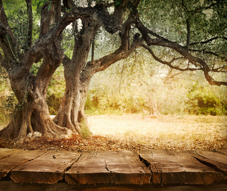 Olive tree with wooden  table. Wood empty tabletop for your montage. Wood planks with olive orchard.の写真素材