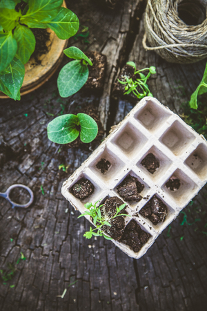Spring garden. Seedlings in soil. Garden tools and equipmentの写真素材
