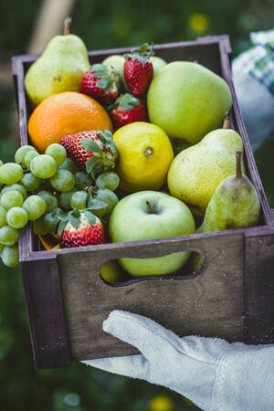 Fresh fruit. Farmer with bowl of fruit.s. Fruit basket.の写真素材