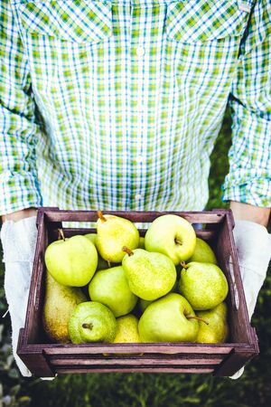 Organic fruit. Farmers hands with freshly harvested fruit. Fresh organic pears.の写真素材