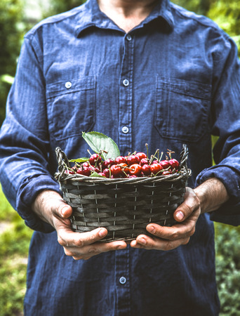 Organic fruit. Farmers hands with freshly harvested fruit. Fresh organic cherries.