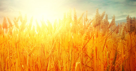 Wheat field. Beautiful Nature Sunset Landscape. Rural Scenery with golden wheat. Agriculture background with Harvestの写真素材