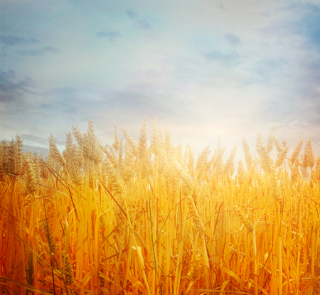 Wheat field. Beautiful Nature Sunset Landscape. Rural Scenery with golden wheat. Agriculture background with Harvestの写真素材
