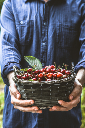 Organic fruit. Farmers hands with freshly harvested fruit. Fresh organic cherries.の写真素材