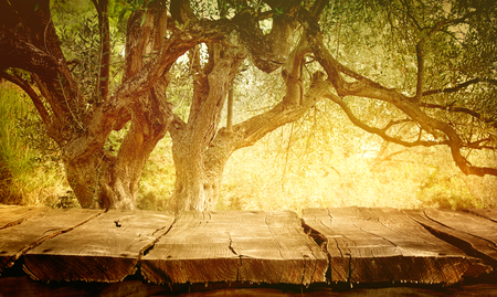 Olive tree with wooden  table. Wood empty tabletop for your montage. Wood planks with olive orchard.の写真素材