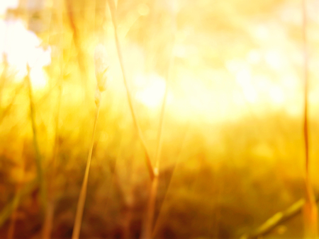 Spring or summer abstract nature background with grass in the meadow and blue sky in the back. Blurred background. Bokeh blurの写真素材