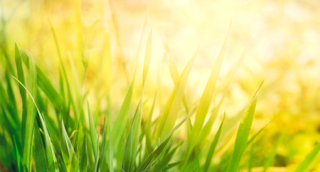 Spring or summer abstract nature background with grass in the meadow and blue sky in the backの写真素材