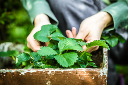 Gardener with strawberries. Garden concept. Plant seedlingsの写真素材