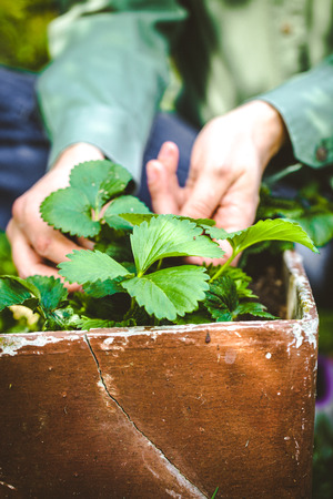 Gardener with strawberries. Garden concept. Plant seedlingsの写真素材