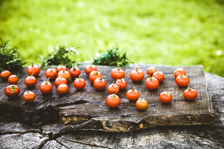Fresh vegetables. Cherry tomatoes with rosemary on wood in vegetable gardenの写真素材