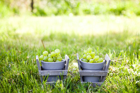 Grapes harvest.Fresh grapes in basket.の写真素材