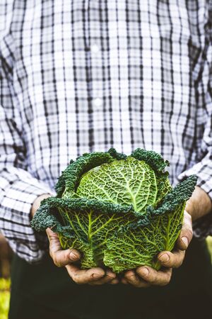 Organic vegetables. Farmers hands with herbs. Fresh organic  herbs.の写真素材