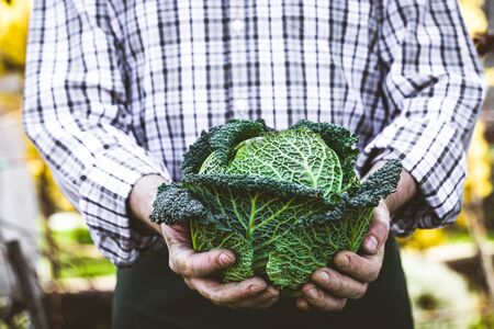 Organic vegetables. Farmers hands with herbs. Fresh organic  herbs.の写真素材