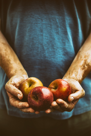 Organic fruit and vegetables. Farmers hands with freshly harvested apples.の写真素材
