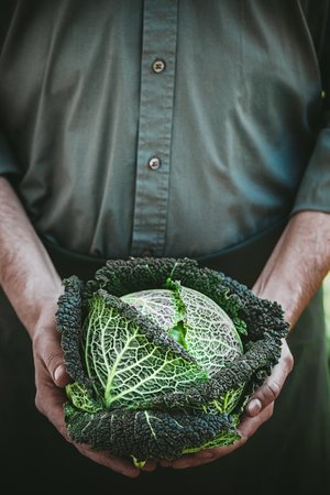 Organic vegetables. Farmers hands with freshly harvested vegetables. Fresh organic kale.の写真素材