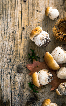 Mushroom  over Wooden Background. Autumn Cep Mushrooms on wood. Autumn forest fruitの写真素材