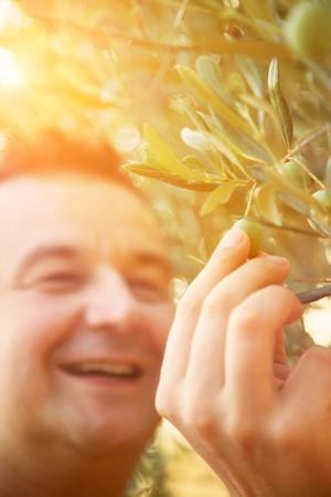 Farmer is harvesting and picking olives on olive farm. Gardener in Olive garden harvestの写真素材