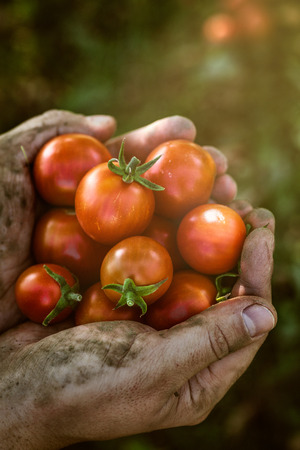 Tomato harvest. Farmers hands with freshly harvested tomatoes.の写真素材